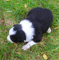 Gypsy, a female Border Collie for sale in Clay Springs, AZ – 3 of 6