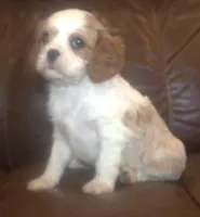 AKC Ruger, a male Cavalier King Charles Spaniel for sale in Clay Springs, AZ – 4 of 6