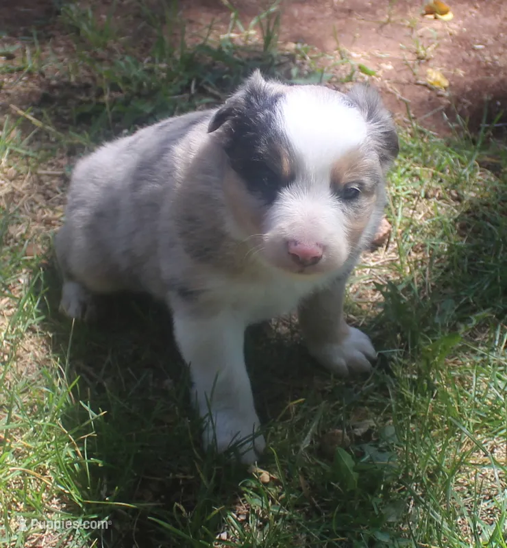 Rover – Border Collie puppy for sale in Clay Springs, AZ