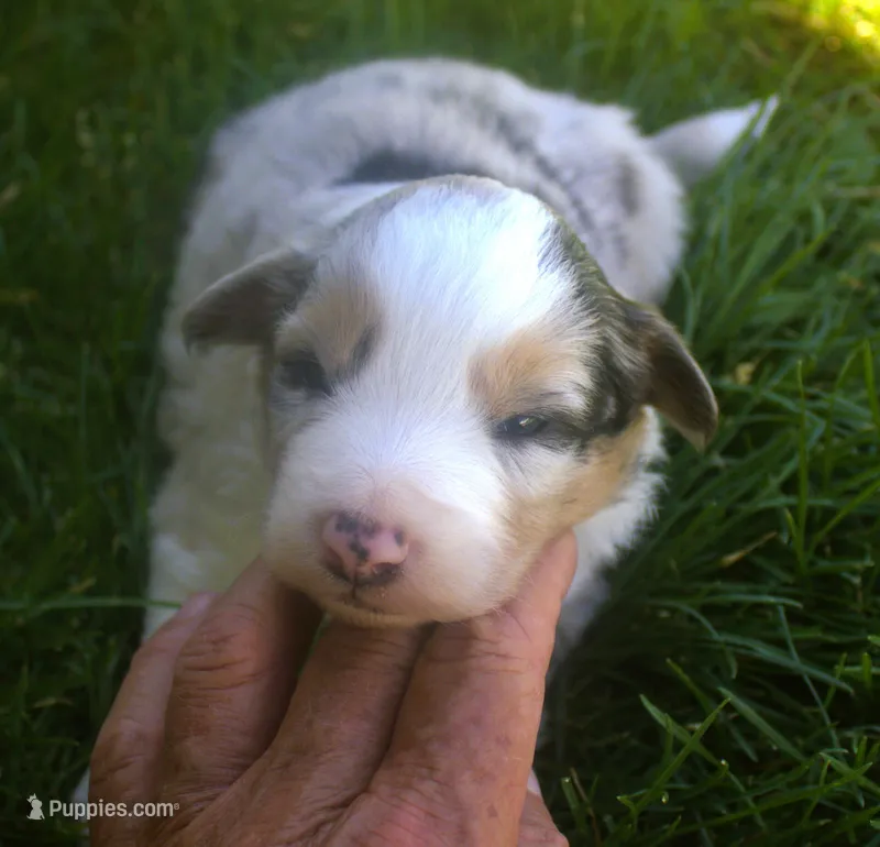 Rex, a male Border Collie for sale in Clay Springs, AZ – 1 of 6