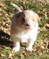 Sparkle, a female Border Collie for sale in Clay Springs, AZ – Photo 7 of 9