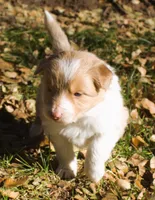Sparkle, a female Border Collie for sale in Clay Springs, AZ – Photo 6 of 9