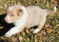 Sparkle, a female Border Collie for sale in Clay Springs, AZ – Photo 5 of 9