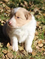 Sparkle, a female Border Collie for sale in Clay Springs, AZ – Photo 3 of 9