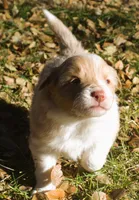 Sparkle, a female Border Collie for sale in Clay Springs, AZ – Photo 8 of 9