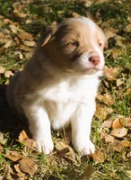 Sparkle, a female Border Collie for sale in Clay Springs, AZ – Photo 4 of 9