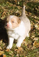 Sparkle, a female Border Collie for sale in Clay Springs, AZ – Photo 1 of 9
