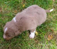 Rover, a male Border Collie for sale in Clay Springs, AZ – 3 of 6