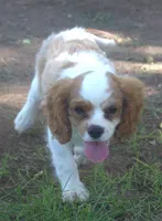 AKC Ruger, a male Cavalier King Charles Spaniel for sale in Clay Springs, AZ – 3 of 7