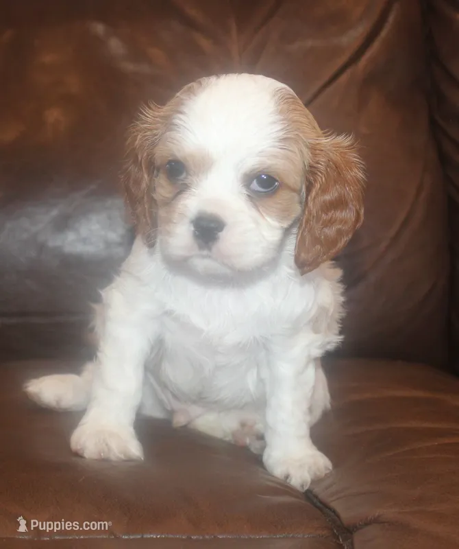 AKC Ruger – Cavalier King Charles Spaniel puppy for sale in Clay Springs, AZ