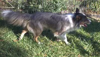 Rex, a male Border Collie for sale in Clay Springs, AZ – 5 of 6