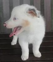 Jake, a male Border Collie for sale in Clay Springs, AZ – 9 of 10
