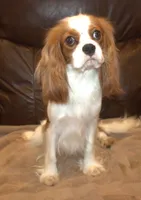 processed/6de5cf87-8cdc-4b3d-8d23-66dccc3dc84f/listing/ecdcd94f-f92a-4f4e-993f-4b0dafda7665/1a0d2251-c281-44a7-a317-66a4a96b40e9