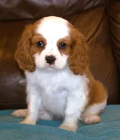 Prince AKC, a male Cavalier King Charles Spaniel for sale in Clay Springs, AZ – Photo 8 of 9