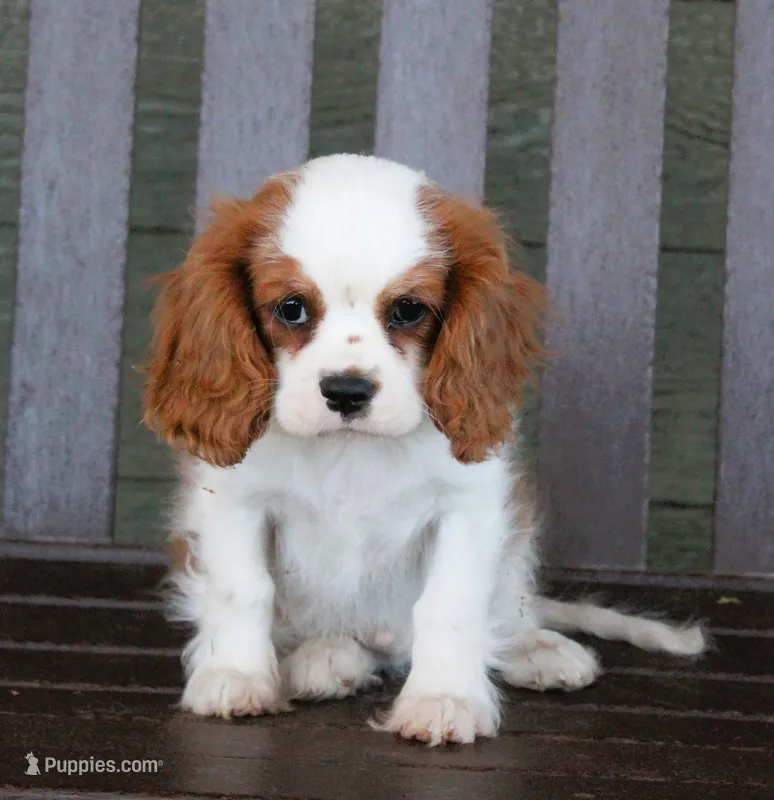 Prince AKC – Cavalier King Charles Spaniel puppy on hold in Clay Springs, AZ