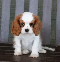 Prince AKC, a male Cavalier King Charles Spaniel for sale in Clay Springs, AZ – Photo 1 of 9