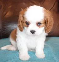 Prince AKC, a male Cavalier King Charles Spaniel for sale in Clay Springs, AZ – Photo 4 of 6