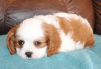 Prince AKC, a male Cavalier King Charles Spaniel for sale in Clay Springs, AZ – Photo 3 of 6