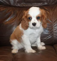 Prince AKC, a male Cavalier King Charles Spaniel for sale in Clay Springs, AZ – Photo 6 of 9