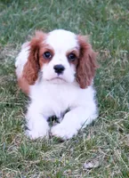 Prince AKC, a male Cavalier King Charles Spaniel for sale in Clay Springs, AZ – Photo 3 of 9