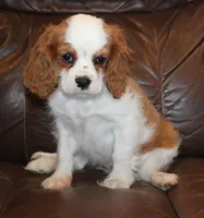 Prince AKC, a male Cavalier King Charles Spaniel for sale in Clay Springs, AZ – Photo 5 of 9