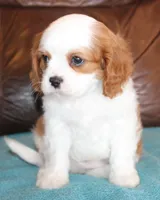 Prince AKC, a male Cavalier King Charles Spaniel for sale in Clay Springs, AZ – Photo 5 of 6