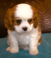 Prince AKC, a male Cavalier King Charles Spaniel for sale in Clay Springs, AZ – Photo 6 of 6