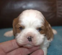 processed/6de5cf87-8cdc-4b3d-8d23-66dccc3dc84f/listing/ecdcd94f-f92a-4f4e-993f-4b0dafda7665/ae9064f4-bae5-4a97-8245-d2072e4d55ad