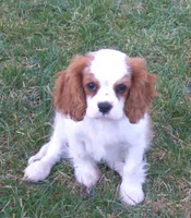 Prince AKC, a male Cavalier King Charles Spaniel for sale in Clay Springs, AZ – Photo 4 of 9