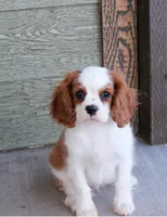 Prince AKC, a male Cavalier King Charles Spaniel for sale in Clay Springs, AZ – Photo 2 of 9