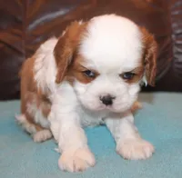 processed/6de5cf87-8cdc-4b3d-8d23-66dccc3dc84f/listing/ecdcd94f-f92a-4f4e-993f-4b0dafda7665/be6642e1-24f7-4e18-b9ee-9a86cf2cef10