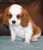 Prince AKC, a male Cavalier King Charles Spaniel for sale in Clay Springs, AZ – Photo 7 of 9