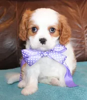 Prince AKC, a male Cavalier King Charles Spaniel for sale in Clay Springs, AZ – Photo 1 of 6