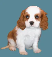 Prince AKC, a male Cavalier King Charles Spaniel for sale in Clay Springs, AZ – Photo 9 of 9