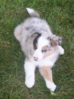 Rover, a male Border Collie for sale in Clay Springs, AZ – 8 of 10
