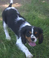 AKC Prissy, a female Cavalier King Charles Spaniel for sale in Clay Springs, AZ – 7 of 8