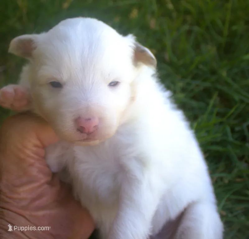 Jake – Border Collie puppy for sale in Clay Springs, AZ
