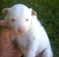 Jake, a male Border Collie for sale in Clay Springs, AZ – 1 of 4