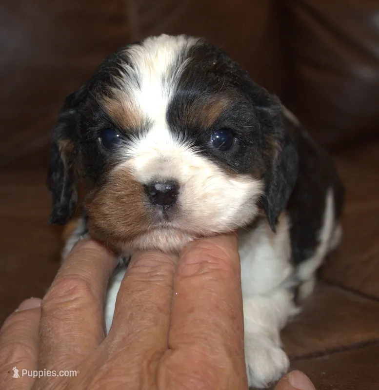 AKC Prissy – Cavalier King Charles Spaniel puppy for sale in Clay Springs, AZ