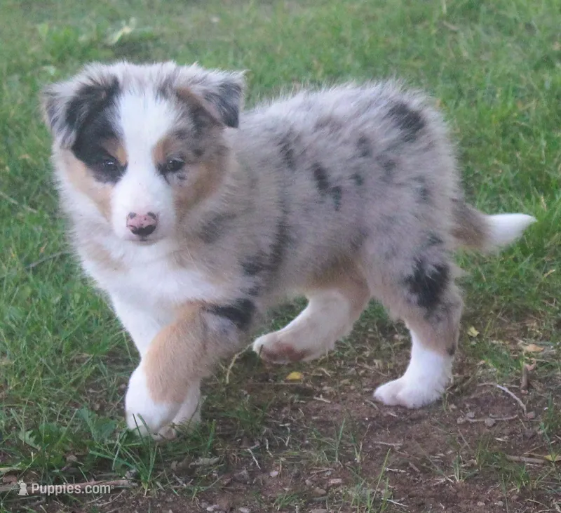Rover – Border Collie puppy for sale in Clay Springs, AZ