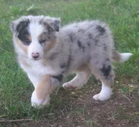 Rover, a male Border Collie for sale in Clay Springs, AZ – 1 of 10