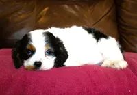 Angel AKC, a female Cavalier King Charles Spaniel for sale in Clay Springs, AZ – Photo 7 of 7