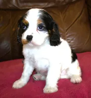 Angel AKC, a female Cavalier King Charles Spaniel for sale in Clay Springs, AZ – Photo 5 of 7
