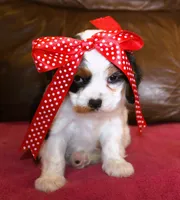 Angel AKC, a female Cavalier King Charles Spaniel for sale in Clay Springs, AZ – Photo 2 of 7