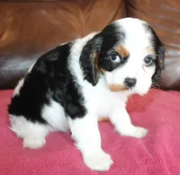Angel AKC, a female Cavalier King Charles Spaniel for sale in Clay Springs, AZ – Photo 6 of 7