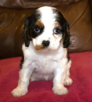 Angel AKC, a female Cavalier King Charles Spaniel for sale in Clay Springs, AZ – Photo 4 of 7