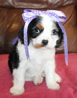 Angel AKC, a female Cavalier King Charles Spaniel for sale in Clay Springs, AZ – Photo 1 of 7
