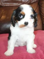 Angel AKC, a female Cavalier King Charles Spaniel for sale in Clay Springs, AZ – Photo 3 of 7