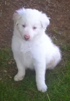 Max, a male Border Collie for sale in Clay Springs, AZ – 3 of 9