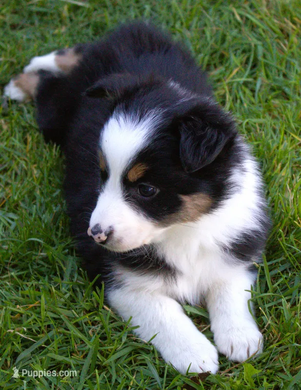 Gypsy – Border Collie puppy for sale in Clay Springs, AZ